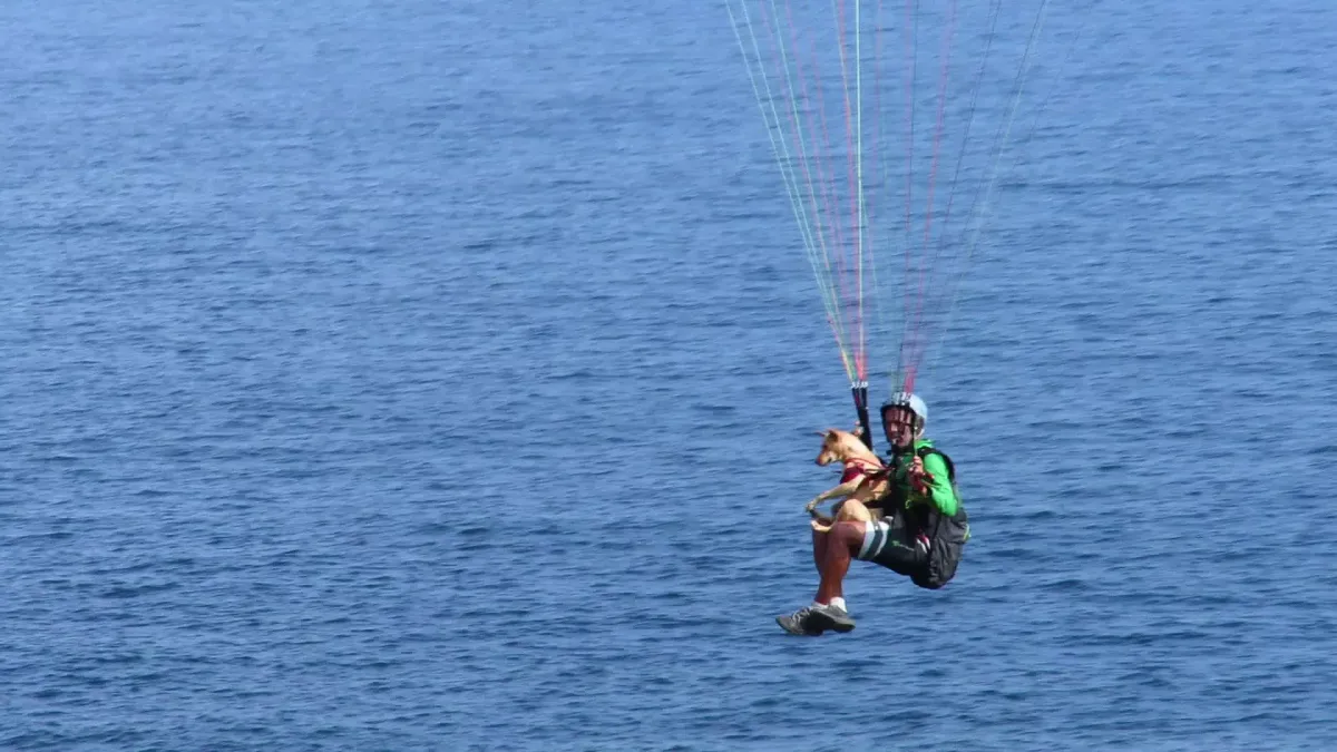 Cadelinha resgatada voa de parapente em Niterói para conscientizar sobre a causa animal